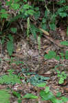 Downy rattlesnake plantain